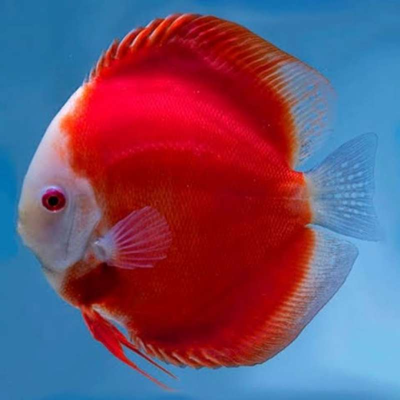 RED MELON Discus